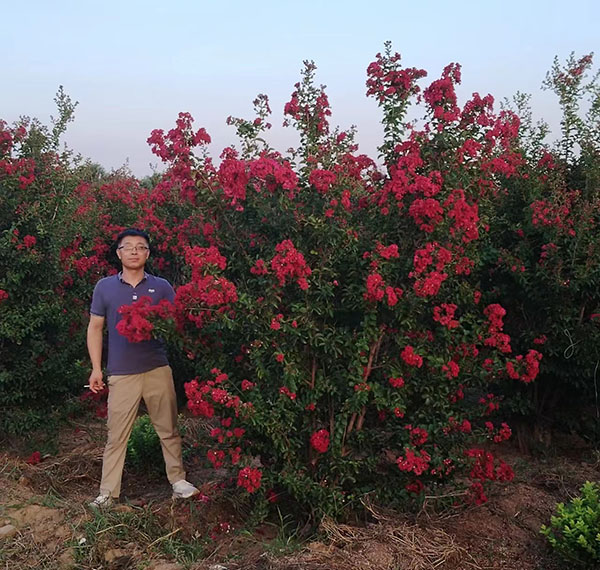 美国红枫扦插苗出现烂叶的具体原因分析